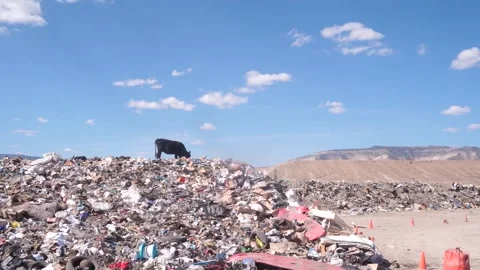 Cow Eating Garbage.  Stock Footage 288557858