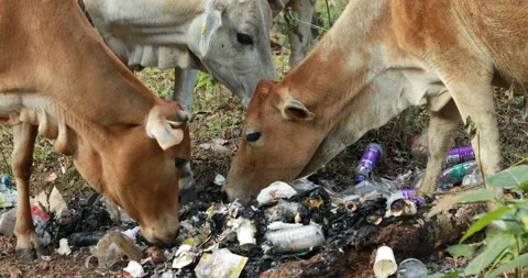 Cow eating on Garbage in Forest Stock Footage 170985179
