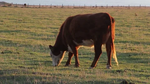 Cow  Eating Grass - Close Up Video stock 49662016
