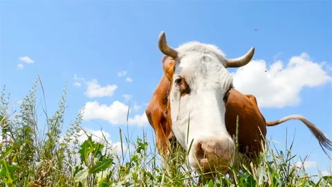 The cow is eating grass. Close-up Stock Footage 95647773