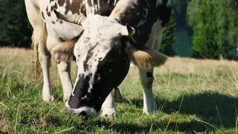 Cow eating grass close up Stock Footage 114228231