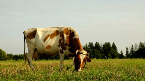 Cow eating grass in the field Video stock 95530341