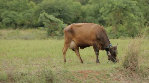 Cow eating grass on the field Stock Footage 157169643