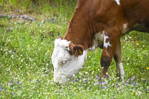 Cow eating grass in the fields Stock Photos