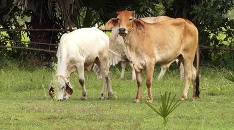 Cow eating grass Stock Footage 36045180