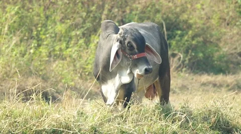 Cow is eating grass Stock Footage 48348481
