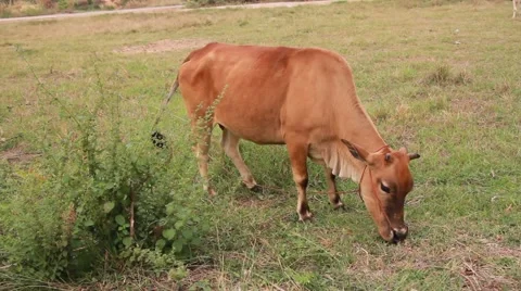Cow Eating Grass 스톡 동영상 55424598