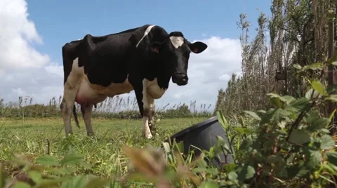 Cow eating grass Stock Footage 55860989