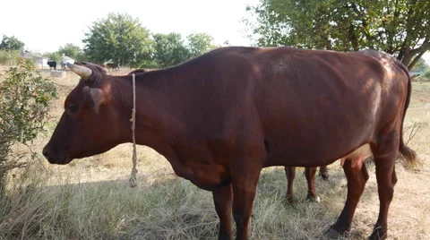 Cow Eating Grass Stock Footage 67713165