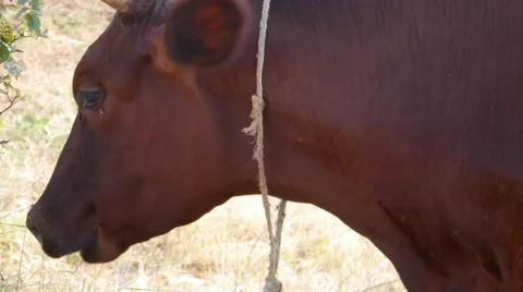 Cow Eating Grass Stock Footage 67713200