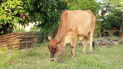 Cow eating grass Stock Footage 69838375