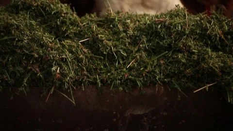 Cow eating grass Stock Footage 73556906