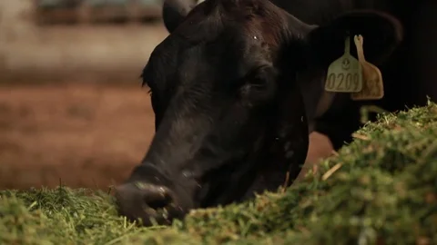 Cow eating grass Stock Footage 73557228