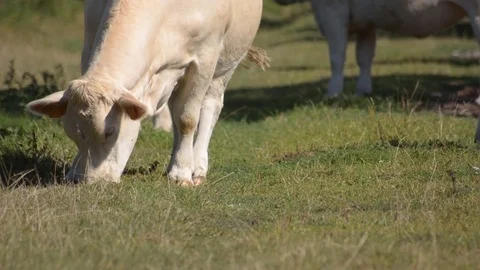Cow eating grass Video stock 78578046