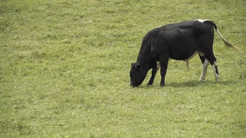The cow is eating grass Stock Footage 81776581