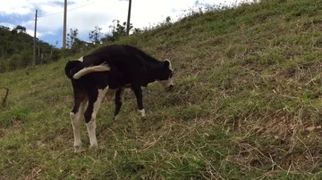 Cow eating grass Stock Footage 85608986