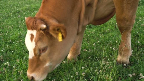 Cow Eating Grass Stock Footage 96846236