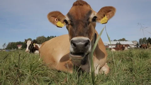 Cow eating grass Stock Footage 105820328