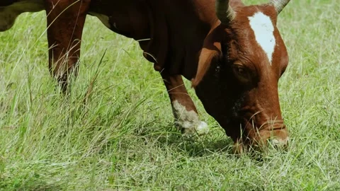 A cow eating grass Stock Footage 163984381