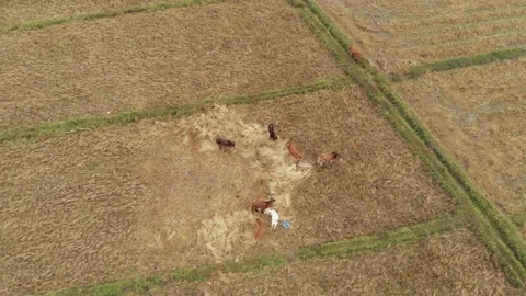 Cow eating grass Stock Footage 165679335