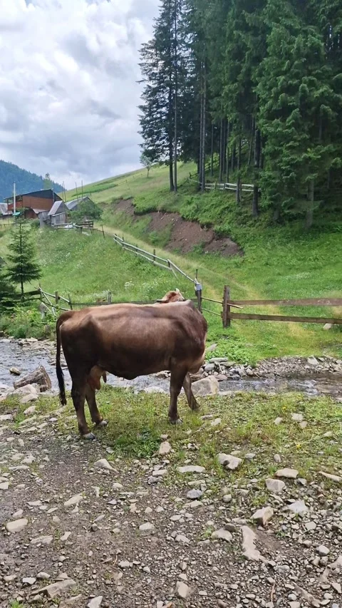 A cow is eating grass Stock Footage 250779810