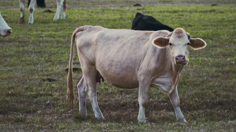 Cow eating grass Stock Footage 254198626