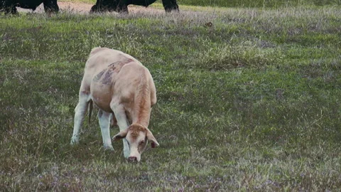 Cow eating grass Stock Footage 254199031