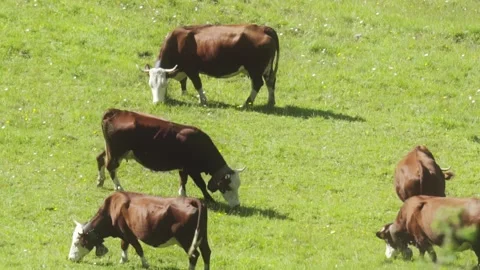 Cow eating grass Stock Footage 281238893