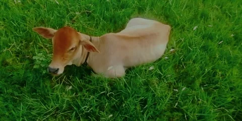 Cow Eating Grass 動画素材 312228317