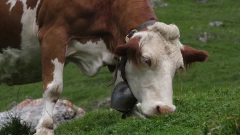 A cow eating grass in mountain Video stock 137236665