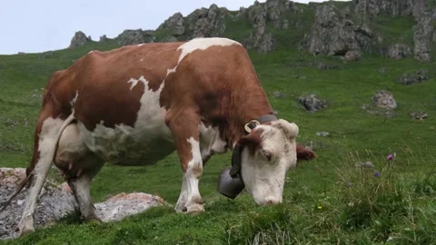 A cow eating grass in mountain Video stock 137236941