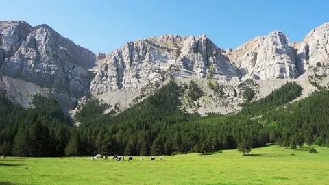 Cow eating grass in the mountains Stock Footage 204809489