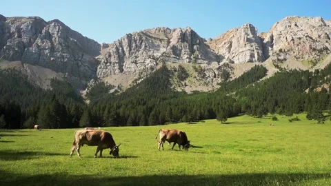Cow eating grass in the mountains Stock Footage 204809502