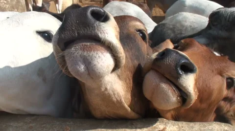 Cow eating from the hand Stock Footage 68234058