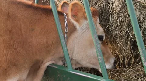 Cow Eating Hay Видео 12477446