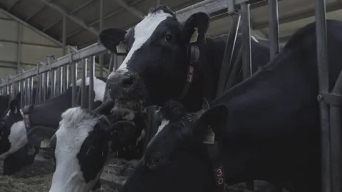 COW EATING HAY 스톡 동영상 99459965