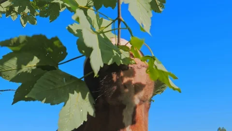 Cow eating leaves from a tree Видео 122692345