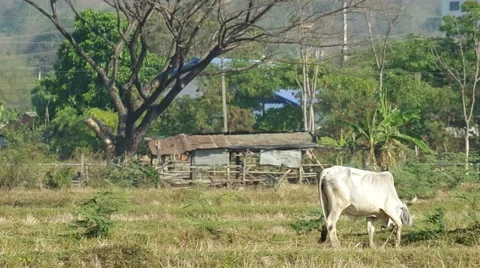 Cow is eating mimosa leaf Stock Footage 48356449
