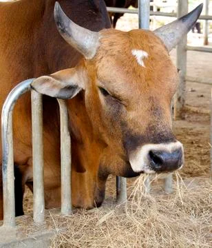 Cow eating Stock Photos