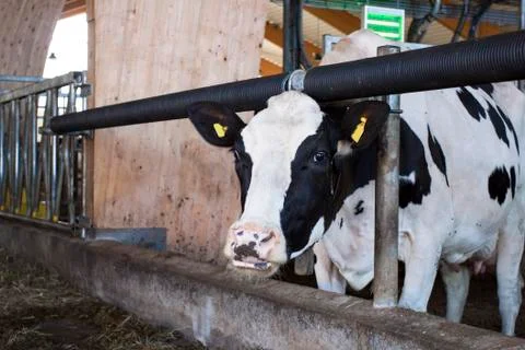 Cow eating Stock Photos