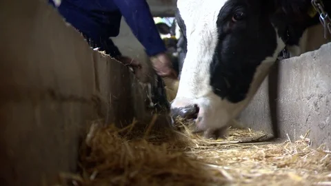 Cow is eating straw Stock Footage 86877530