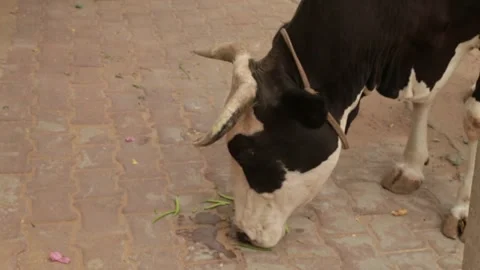 Cow eating vegetable Stock Footage 277021508