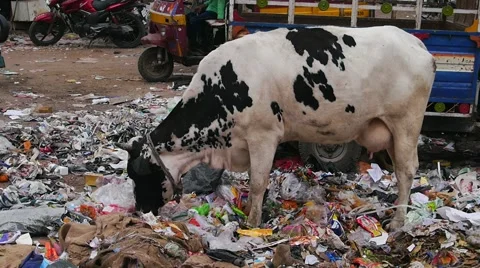 A cow eating waste Video stock 62298176