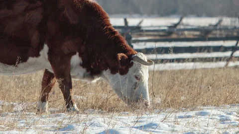 Cow eating on the winter background Stock Footage 87770629