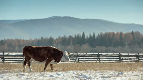 Cow eating on the winter background Stock Footage 87770686