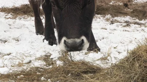 Cow eating in winter Video stock 47932014