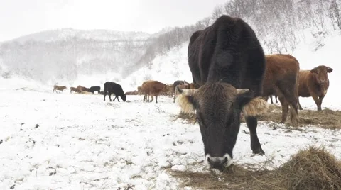 Cow eating in winter Video stock 47932108