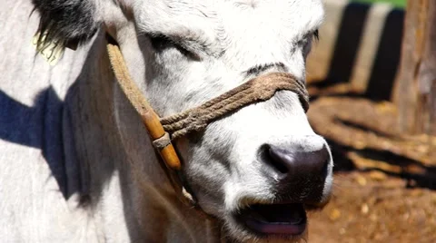 Cow eating in the yard Stock Footage 53787182