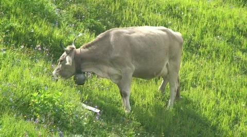 Cow eats 2 Stock Footage 809184