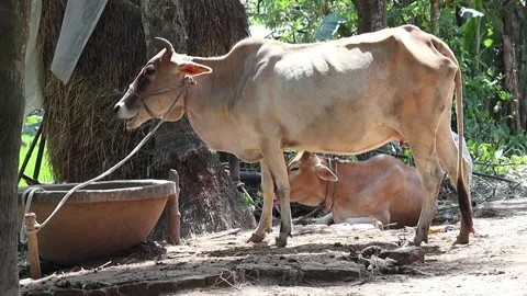 A cow eats, another rests by a village home on a sunny day in Bangladesh. Stock Footage 320588126